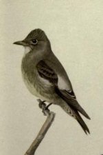 Olive sided flycatcher.jpg