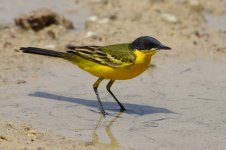 20170405 (28)_Western_Yellow_Wagtail.JPG