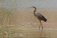 20170405 (29)_Purple_Heron.JPG