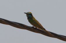 20170405 (35)_Little_Green_Bee-eater.JPG