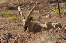 20170405 (37)_Nubian_Ibex.JPG