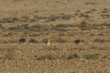 20170405 (48)_Onager.JPG