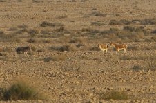 20170405 (51)_Onager.JPG