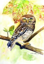 Forest Owlet.jpg