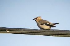 Waxwing_02_03_2017.jpg