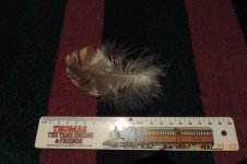 OWL FEATHER.jpg