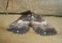 Moth25March2017.jpg