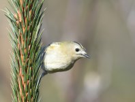 Goldcrest_Girdle Ness_250317a.jpg