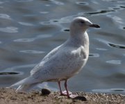 Iceland Gull (1280x1068).jpg