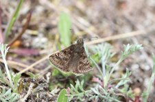 Dingy Skipper lt 1.jpg