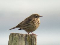 Meadow Pipit.JPG