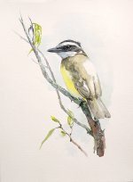 great-kiskadee-n.jpg