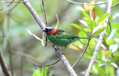 Red-necked-Tanager.jpg