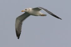 Heuglin's Gull (01) - Copy.jpg