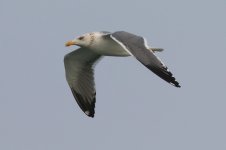 Heuglin's Gull (02) - Copy.jpg