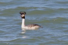 Great Crested Grebe.jpg