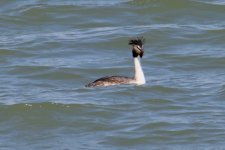 Great Crested Grebe (1).jpg