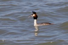 Great Crested Grebe (3).jpg