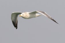 Heuglin's Gull (10) - Copy.jpg