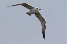 Heuglin's Gull (11) - Copy.jpg