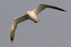 Heuglin's Gull (Odd) (03) - Copy.jpg