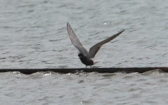 Black_Tern.jpg