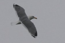 Unknown Gull (06) - Copy.jpg