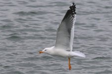 Heuglin's Gull (01) - Copy.jpg