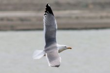 Mongolian Gull (Odd) (04) - Copy.jpg