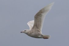 Glaucous Gull (04) - Copy.jpg