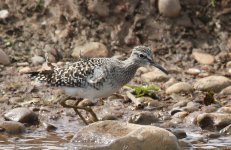 WoodSand (2).jpg