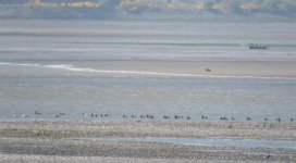 pale-bellied brent geese.jpg