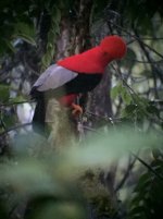 Andean Cock-of-the-rock kl.jpg