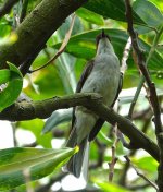 DSC06463 Chestnut Bulbul @ RDBT.jpg