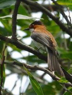 DSC06460 Chestnut Bulbul @ RDBT.jpg