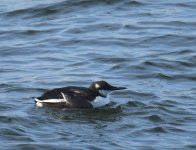 Guillemot_Girdle Ness_030317a.jpg