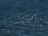 Kittiwake_Girdle Ness_030317a.jpg