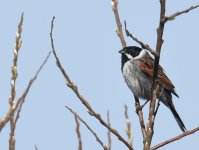 Reed Bunting_Girdle Ness_260317a.jpg