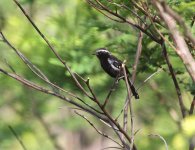 Black-bellied-Antwren.jpg