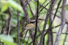 Stripe-backed-Antbird2.jpg