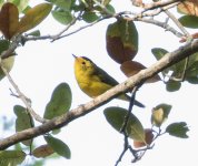 Wilson's Warbler  3-26-2017.jpg