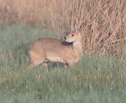 Chinese Water Deer (6).jpg