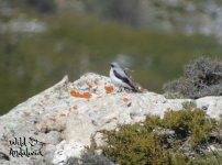 Wheatear Magina Jaen Andalucia.jpg