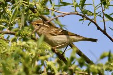 Yellow-Browed Warbler.jpg