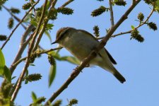 Yellow-Browed Warbler (1).jpg