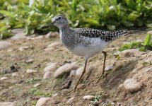 Wood_Sand (1).JPG