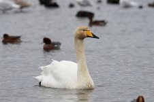 Whooper Swan ice 2.jpg