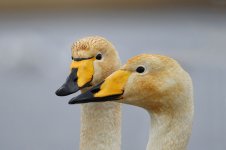 Whooper Swan ice 1.jpg