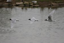 med gull.jpg