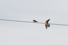 Red-footed Falcon.jpg